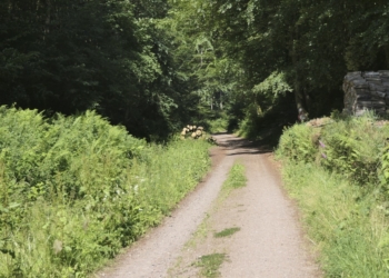 Burgweg zu Erfenstein unterer Abschnitt