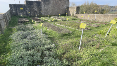 Nachbildung eines mittelalterlichen Kräutergartens unmittelbar östlich der Schildmauer der Unteren Burg. Nachbildung eines mittelalterlichen Kräutergartens vor der Schildmauer der Unteren Burg