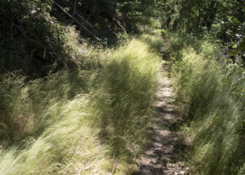 Von Gräsern eingerahmter unterer Teil des Burgwegs Unterer Burgweg vom Lautertal zur Alt-Wolfstein