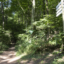 Der Wanderweg zur Wegelnburg wird zum schmalen Pfad.